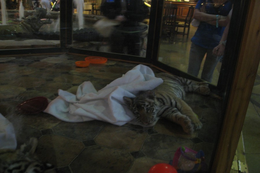 ../image/baby tiger at kalahari resort 7.jpg